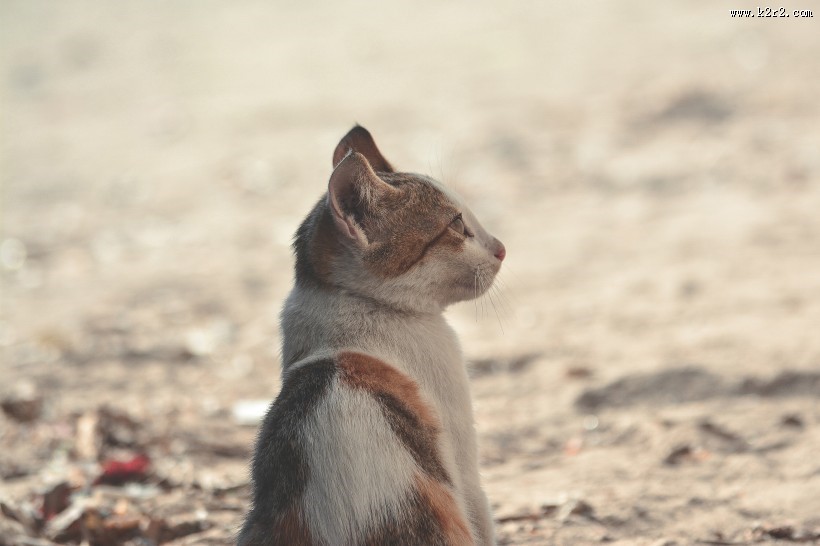 向远处张望的猫图片