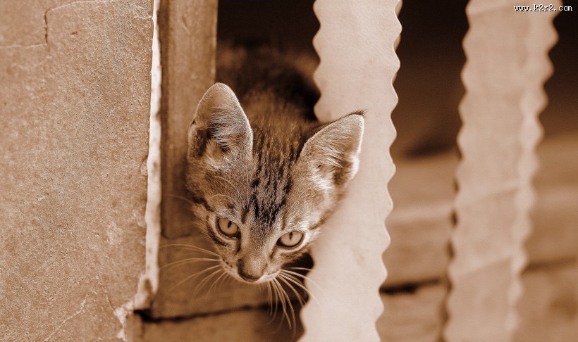 可爱的花狸猫图片