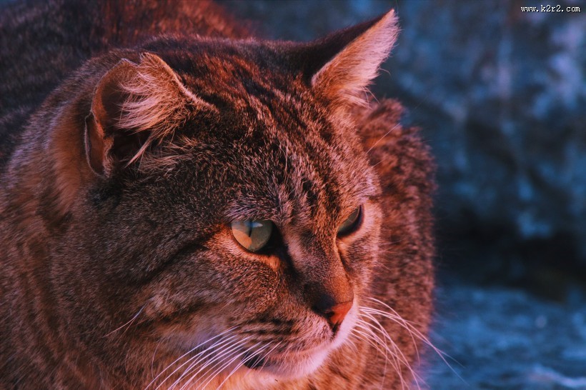 可爱的花狸猫图片