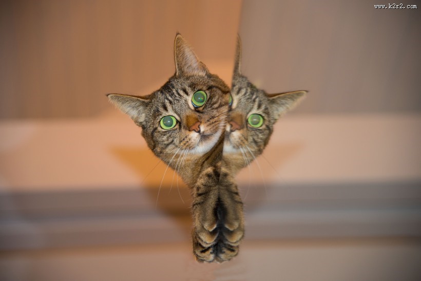 扭头张望的猫咪图片