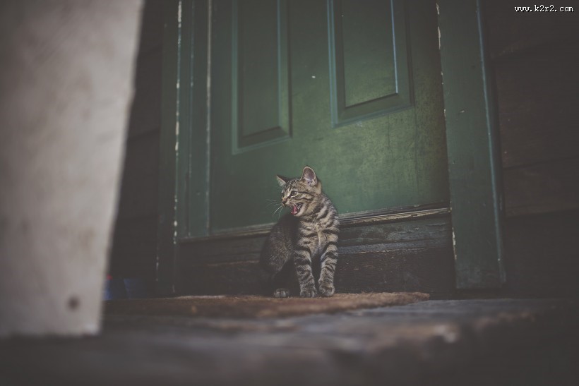 扭头张望的猫咪图片