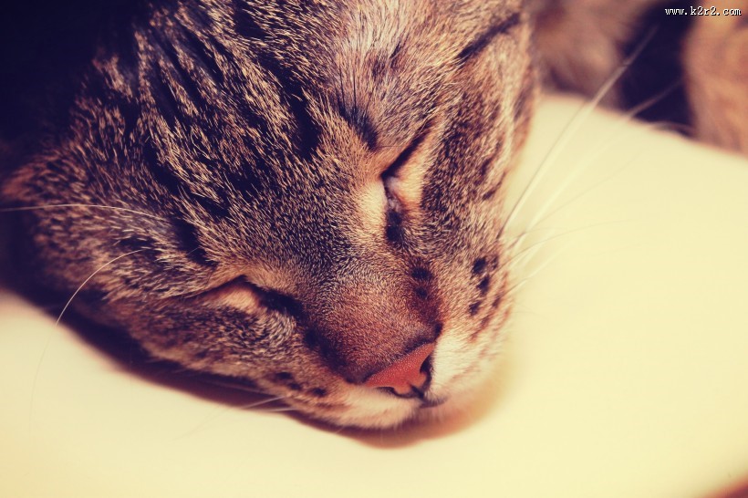 猫的头部特写图片