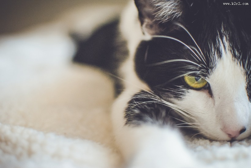 猫的头部特写图片