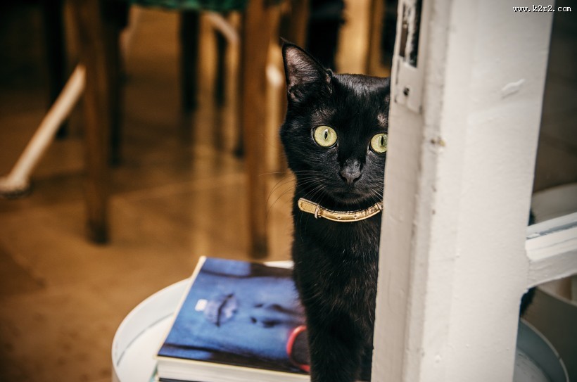 充满好奇的猫眼图片