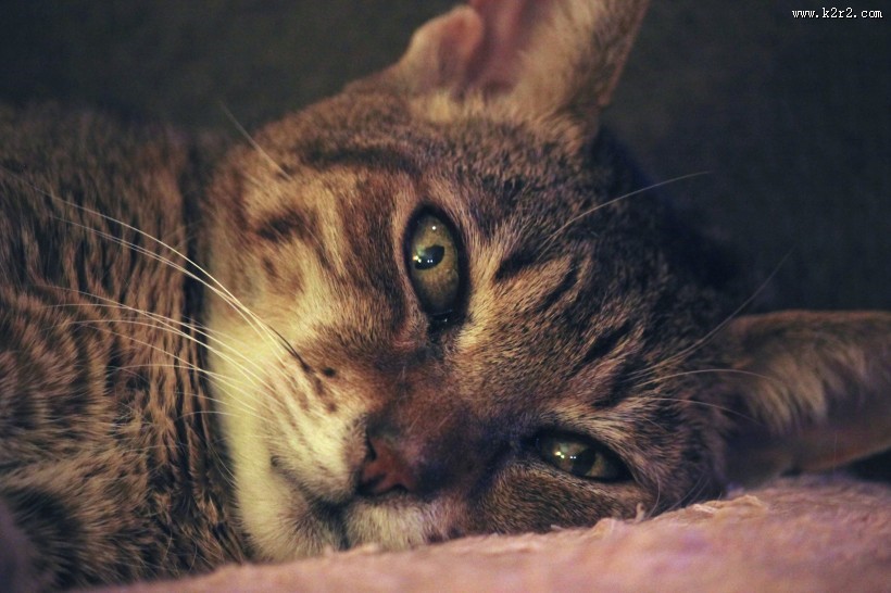 猫的脸部特写图片