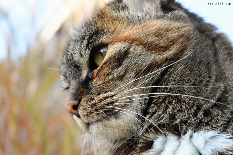 花灰色土猫头部特写图片
