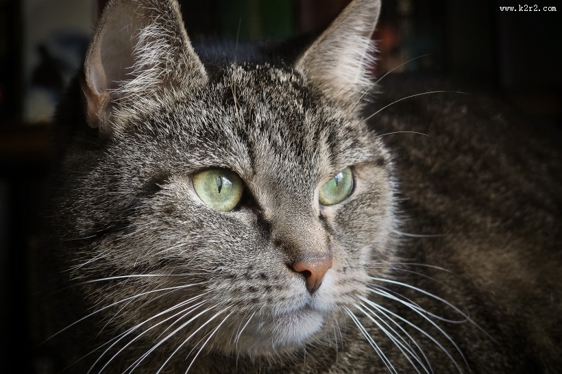 花灰色土猫头部特写图片