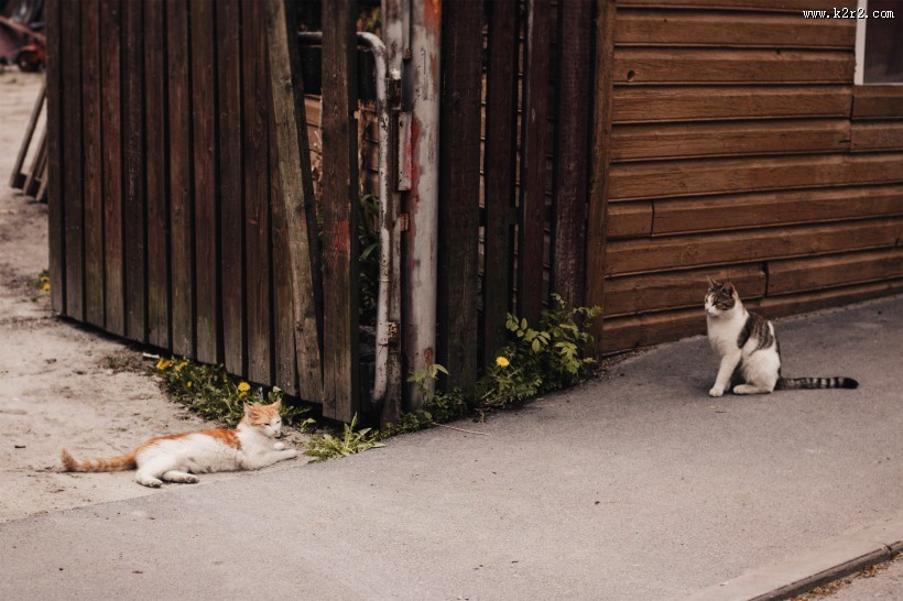 侧卧的猫咪图片大全