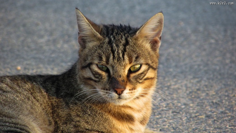 趴着的猫咪图片大全