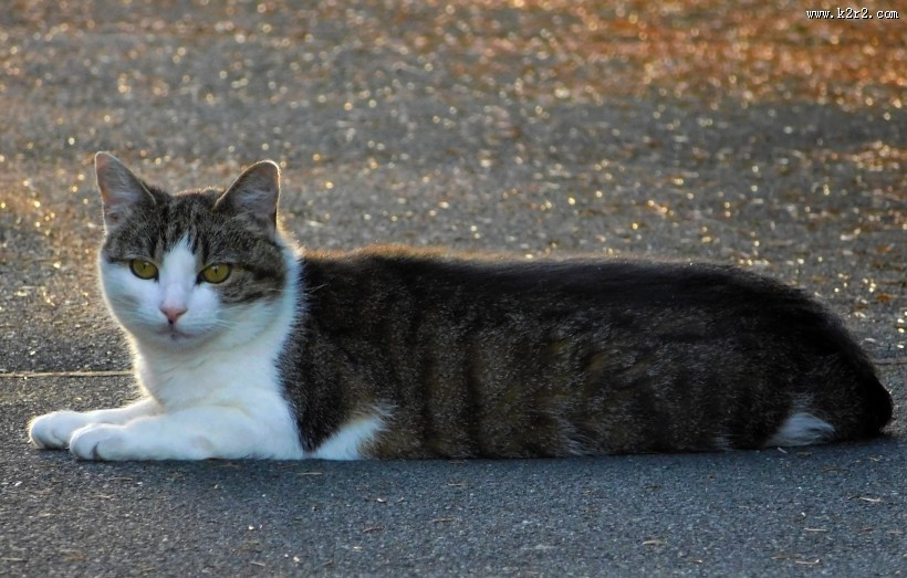 趴着的猫咪图片大全