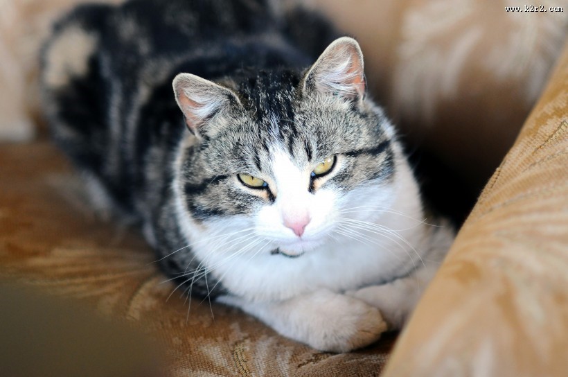 趴在地上的猫咪图片