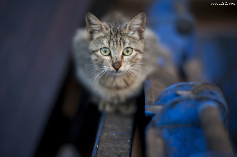 蹲着的猫咪图片