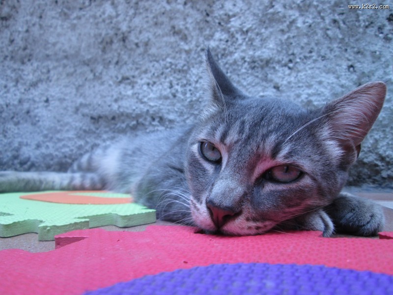 安静的猫咪图片