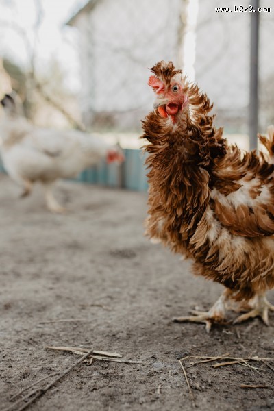 鸡在地上走的图片