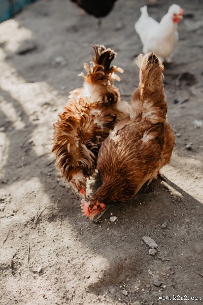 鸡在地上走的图片