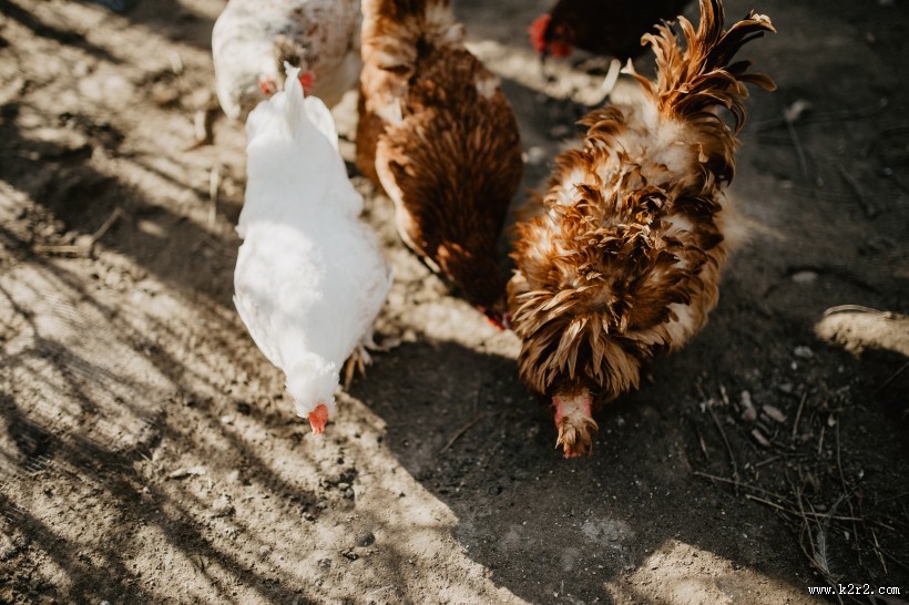 鸡在地上走的图片