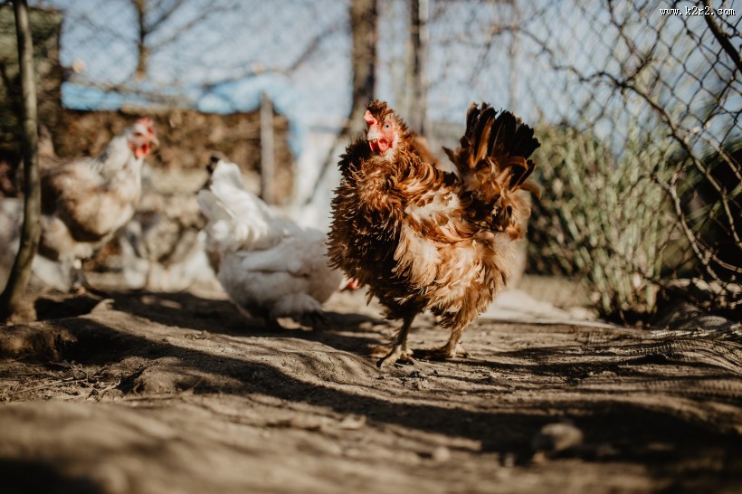 鸡在地上走的图片