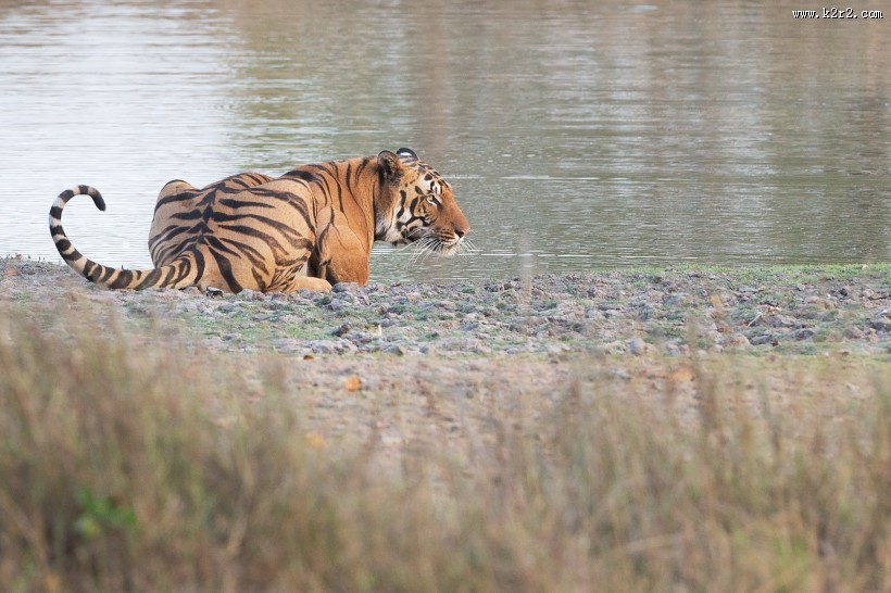 凶猛的老虎图片