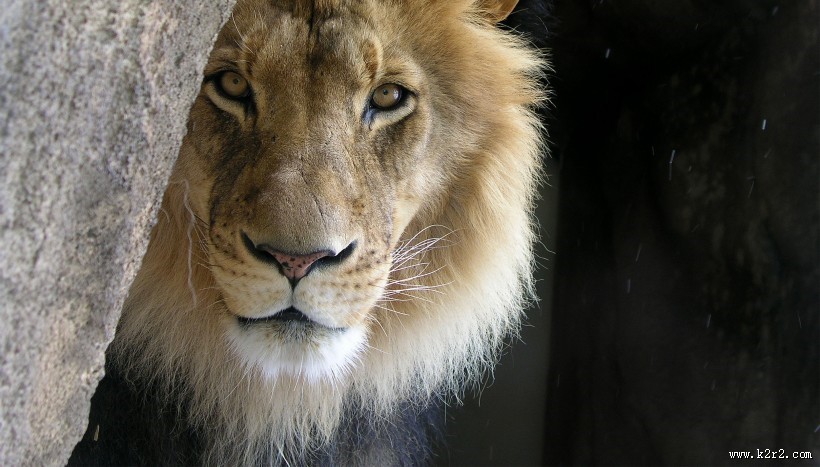 威武的雄狮图片大全