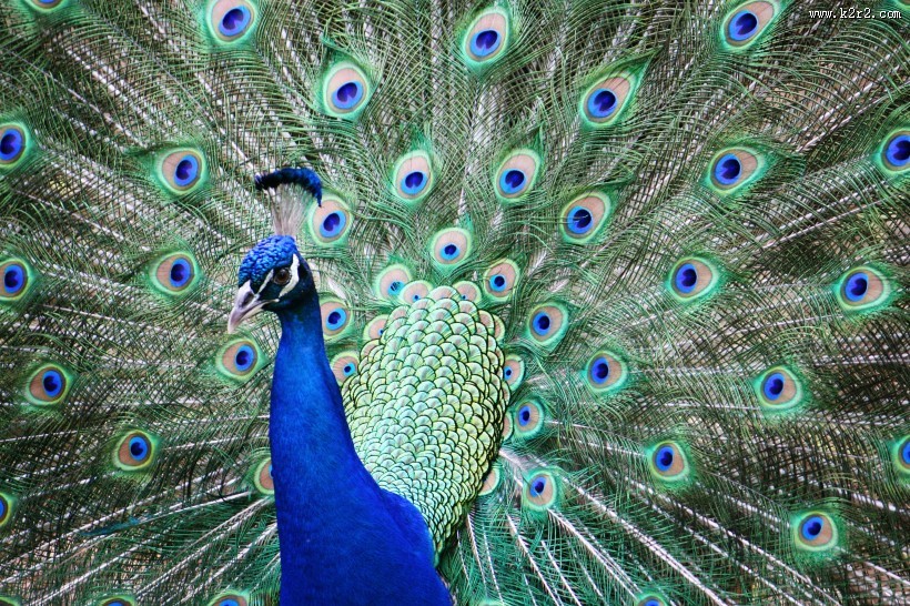 美丽的孔雀开屏图片