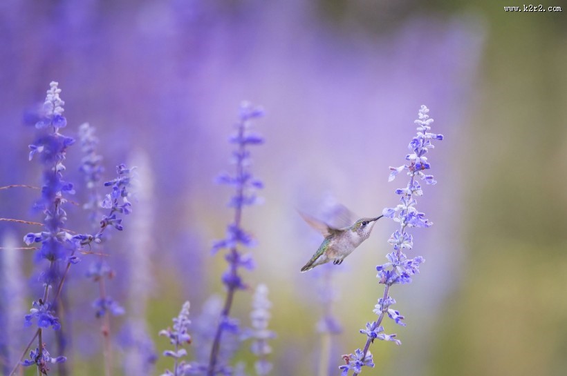 玲珑小巧的蜂鸟图片