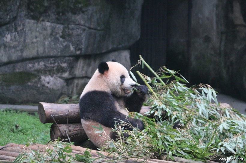 动物园饲养的可爱大熊猫图片