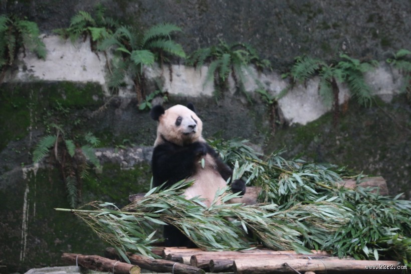 动物园饲养的可爱大熊猫图片