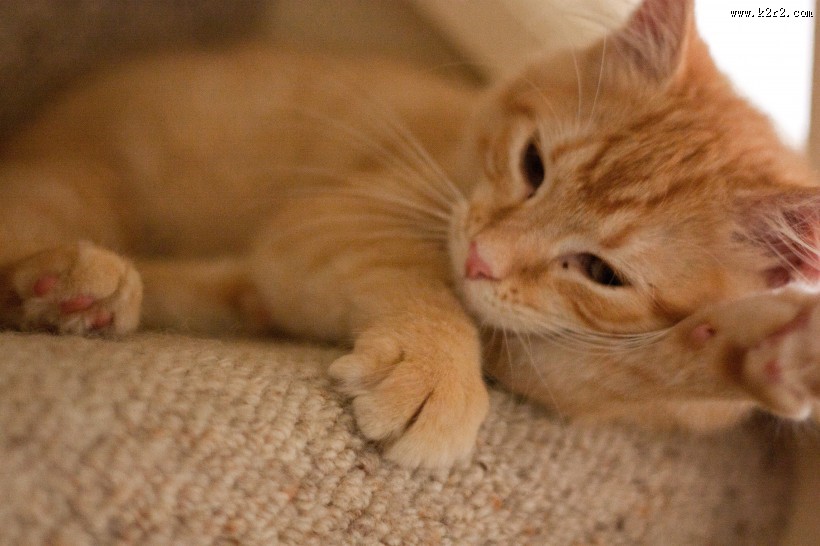 猫窝里的猫咪图片大全