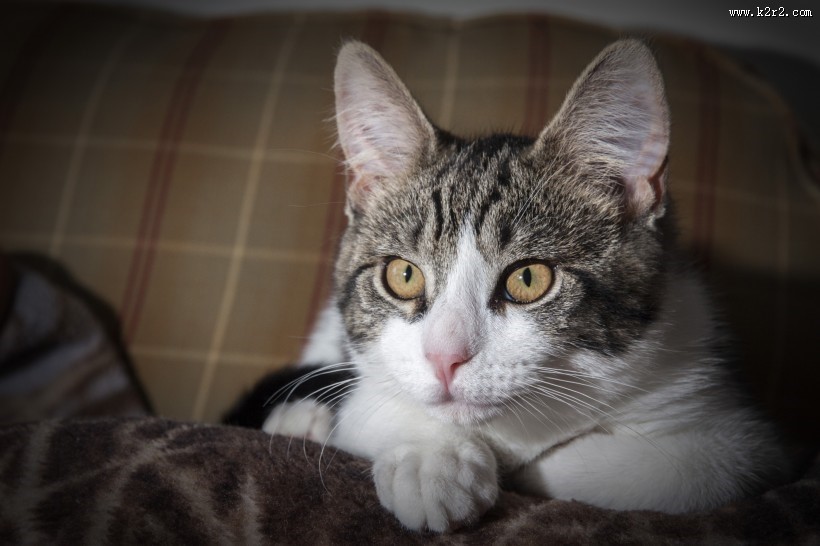 猫窝里的猫咪图片大全