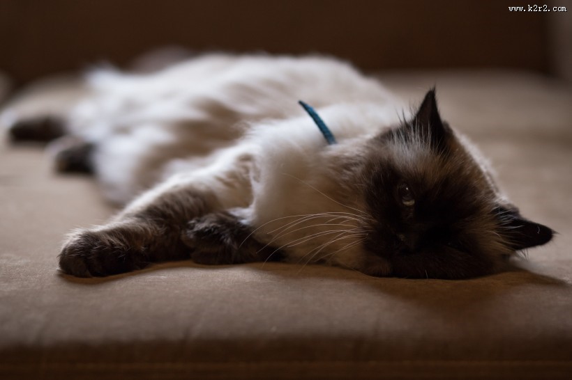 姿态妖娆的猫咪图片大全