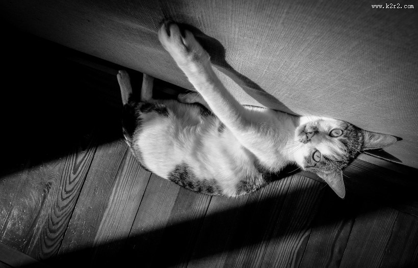 姿态妖娆的猫咪图片大全