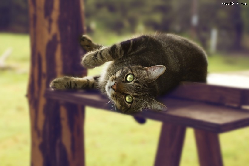 姿态妖娆的猫咪图片大全