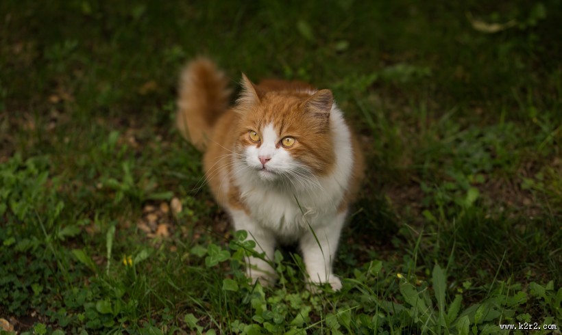 可爱的黄白橘猫图片