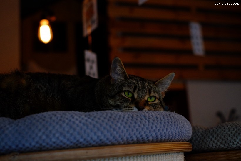 可爱的花灰色猫咪图片