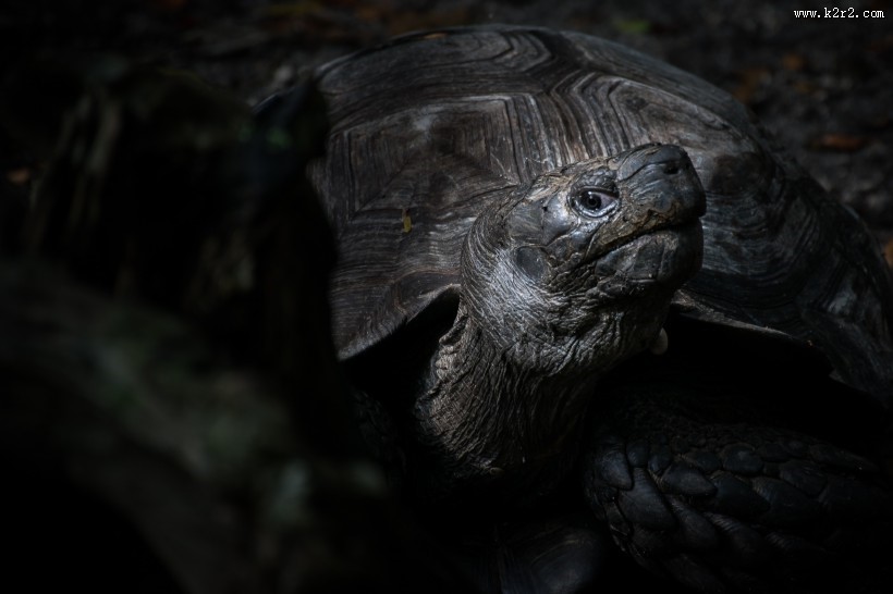 乌龟高清图片大全