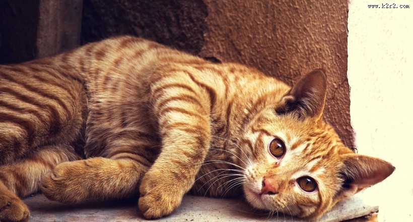 慵懒的猫咪图片