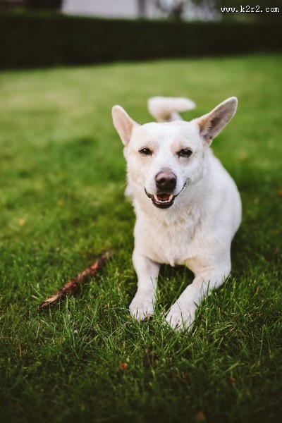 玩棍子的狗图片大全