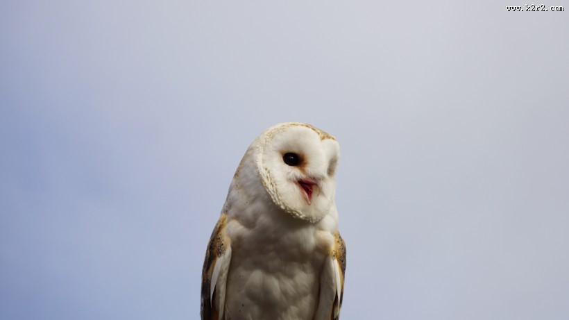 形态各异的猫头鹰图片