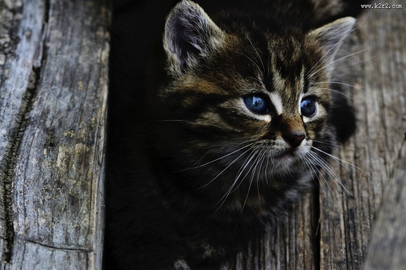 小巧可爱的幼猫图片