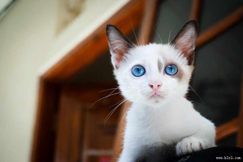 小巧可爱的幼猫图片