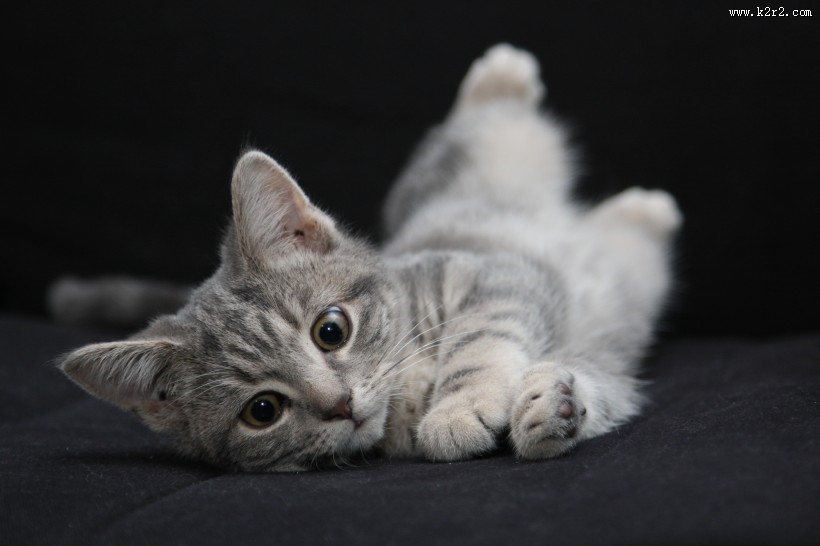 毛绒绒的幼猫图片