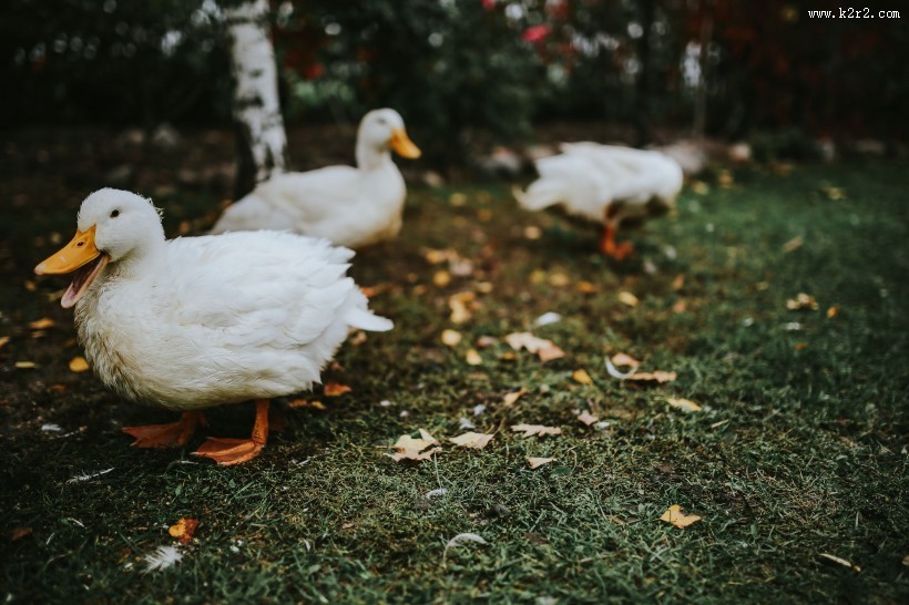 在草地上的白色鸭子图片
