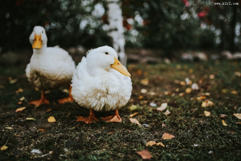 在草地上的白色鸭子图片