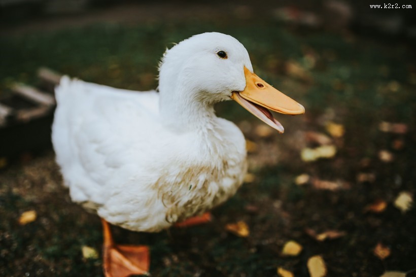 在草地上的白色鸭子图片
