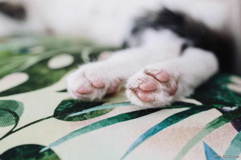 躺着沙发上的猫咪图片