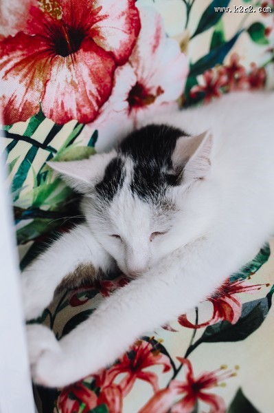 躺着沙发上的猫咪图片