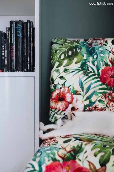 躺着沙发上的猫咪图片