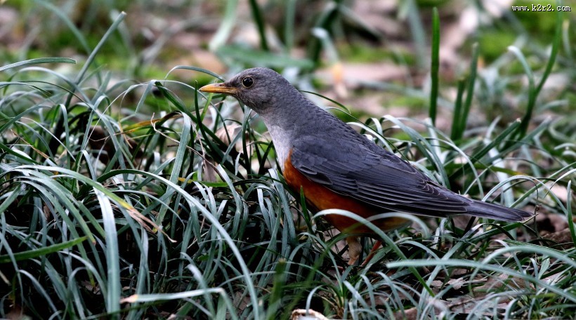灰背鸫鸟类图片大全