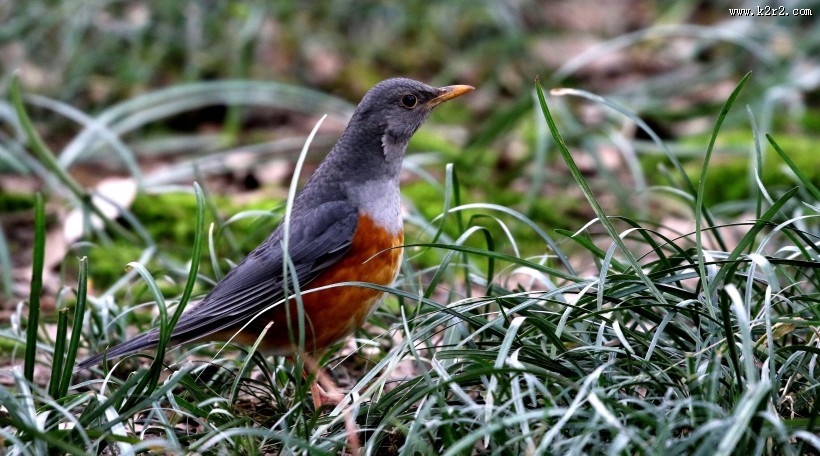 灰背鸫鸟类图片大全