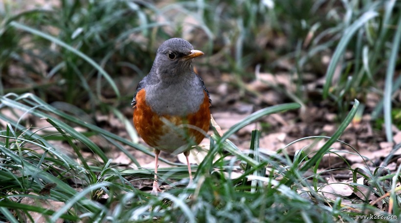 灰背鸫鸟类图片大全